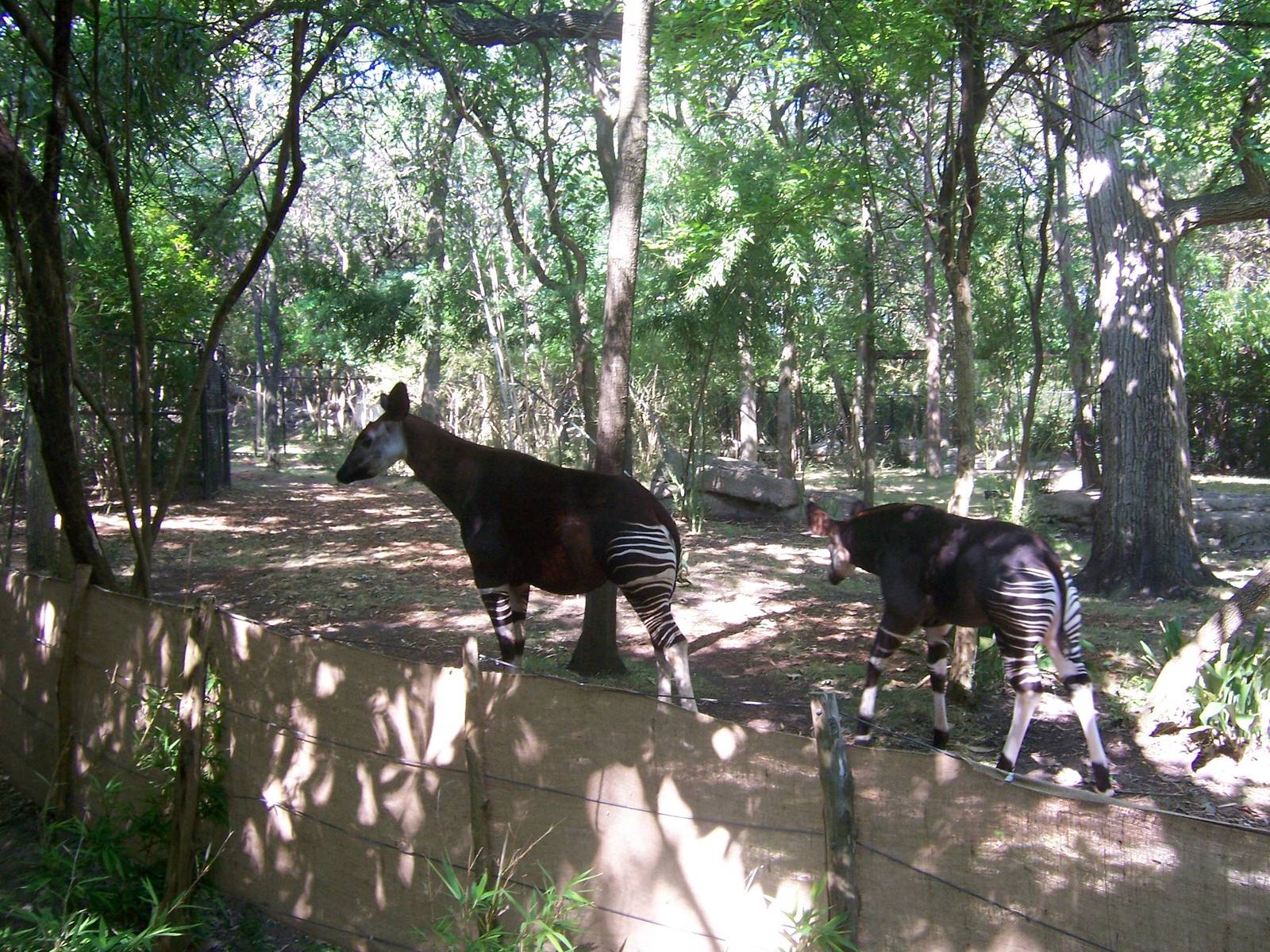 Okapi