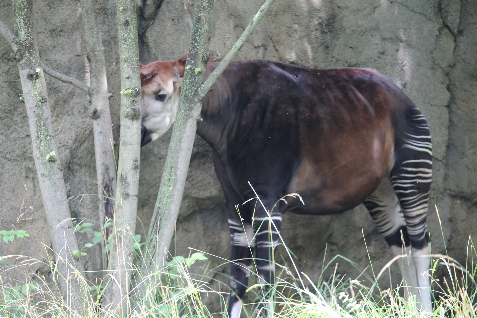 Okapi