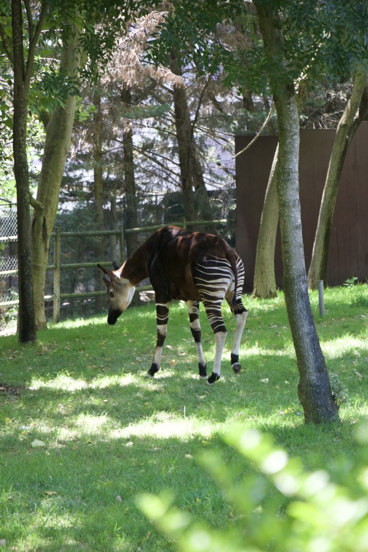 Okapi