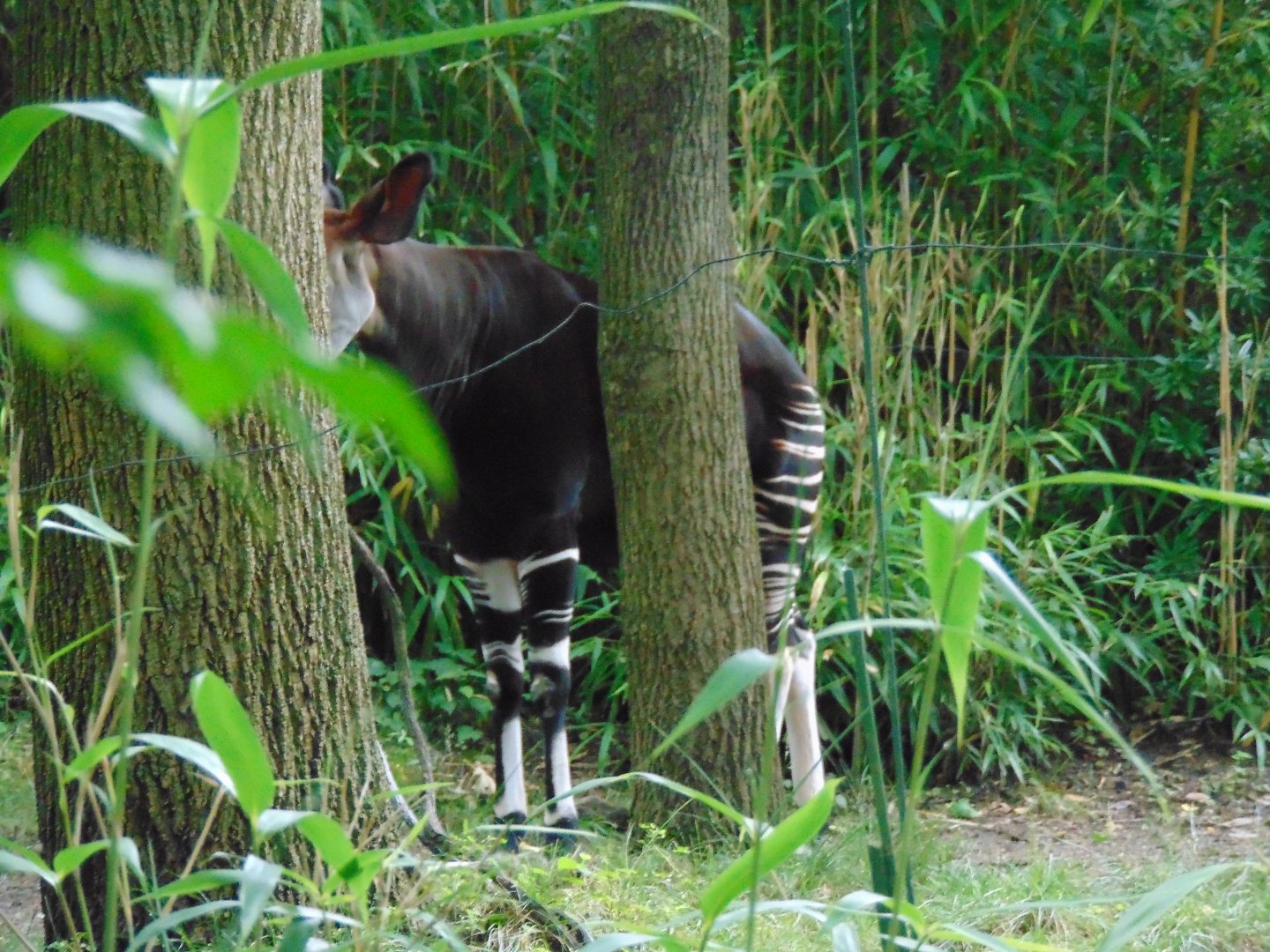 Okapi