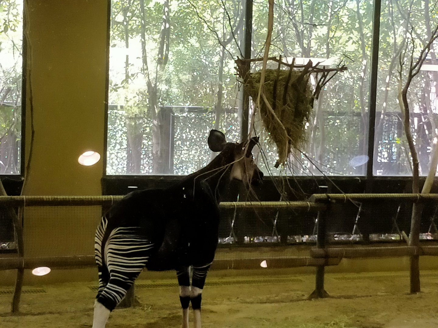 Okapi