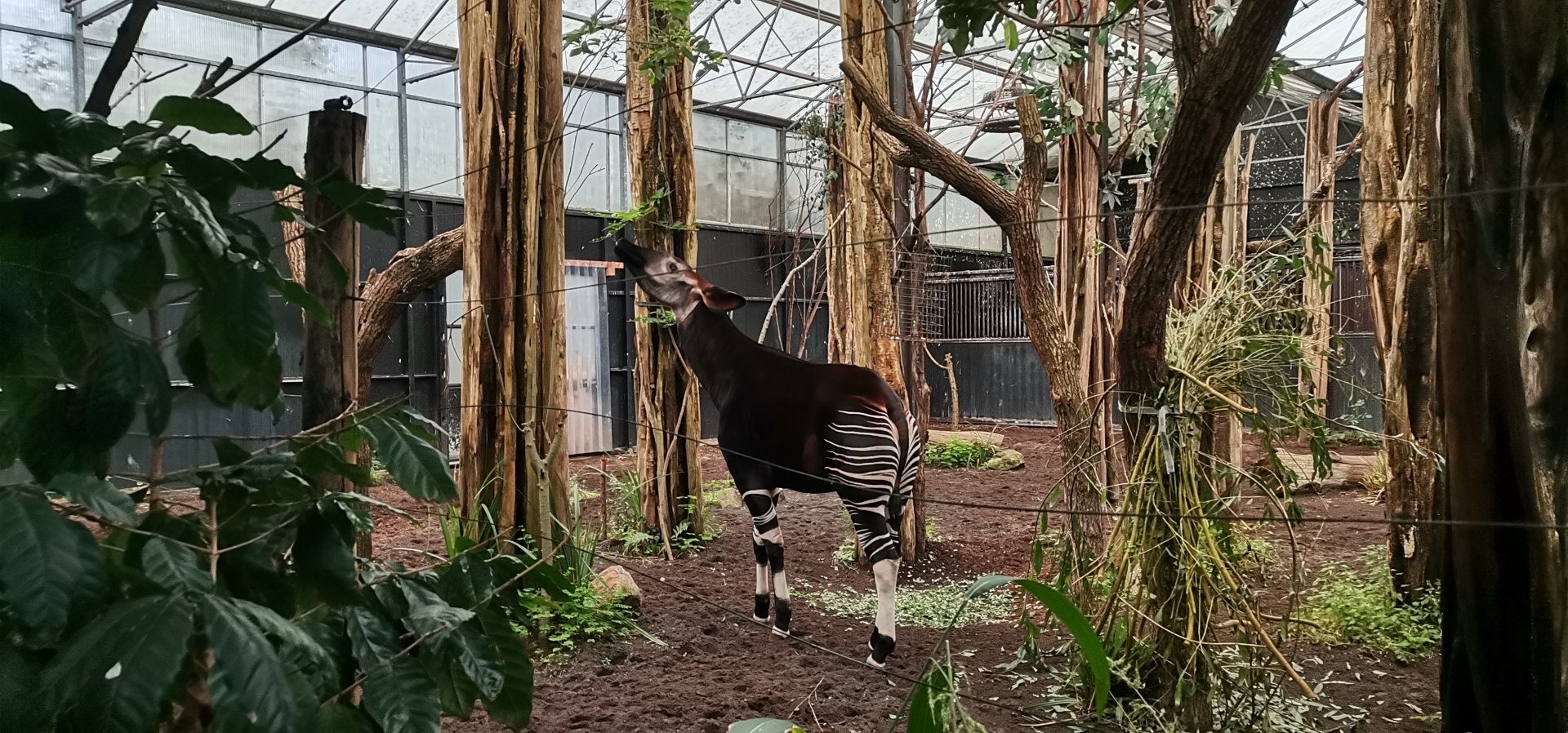 Okapi