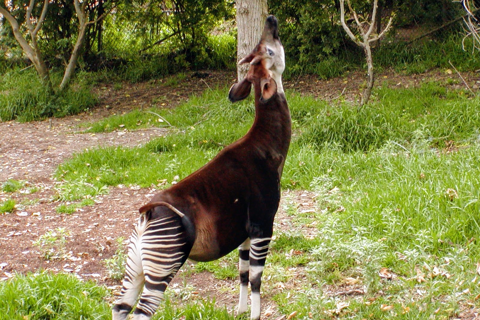 Okapi