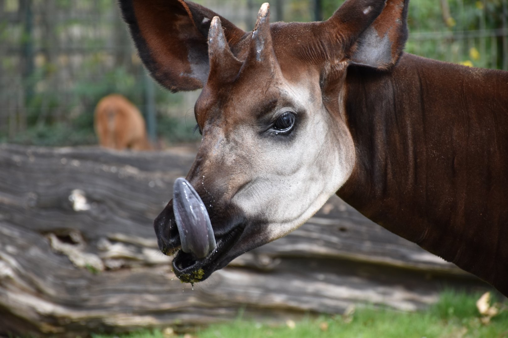 Okapi