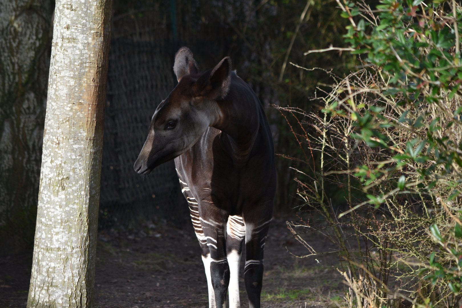 Okapi