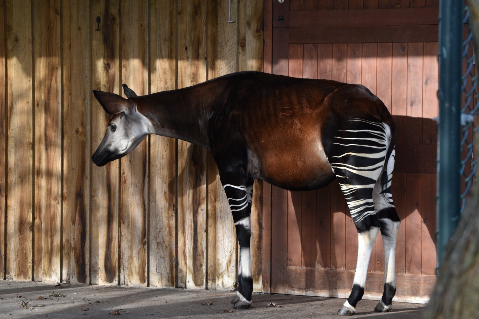 Okapi