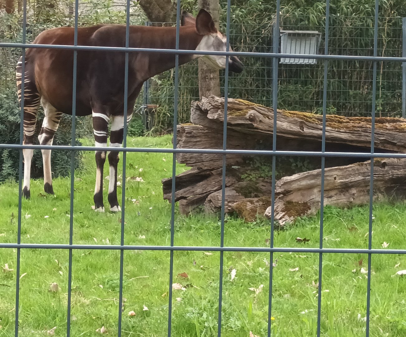 Okapi