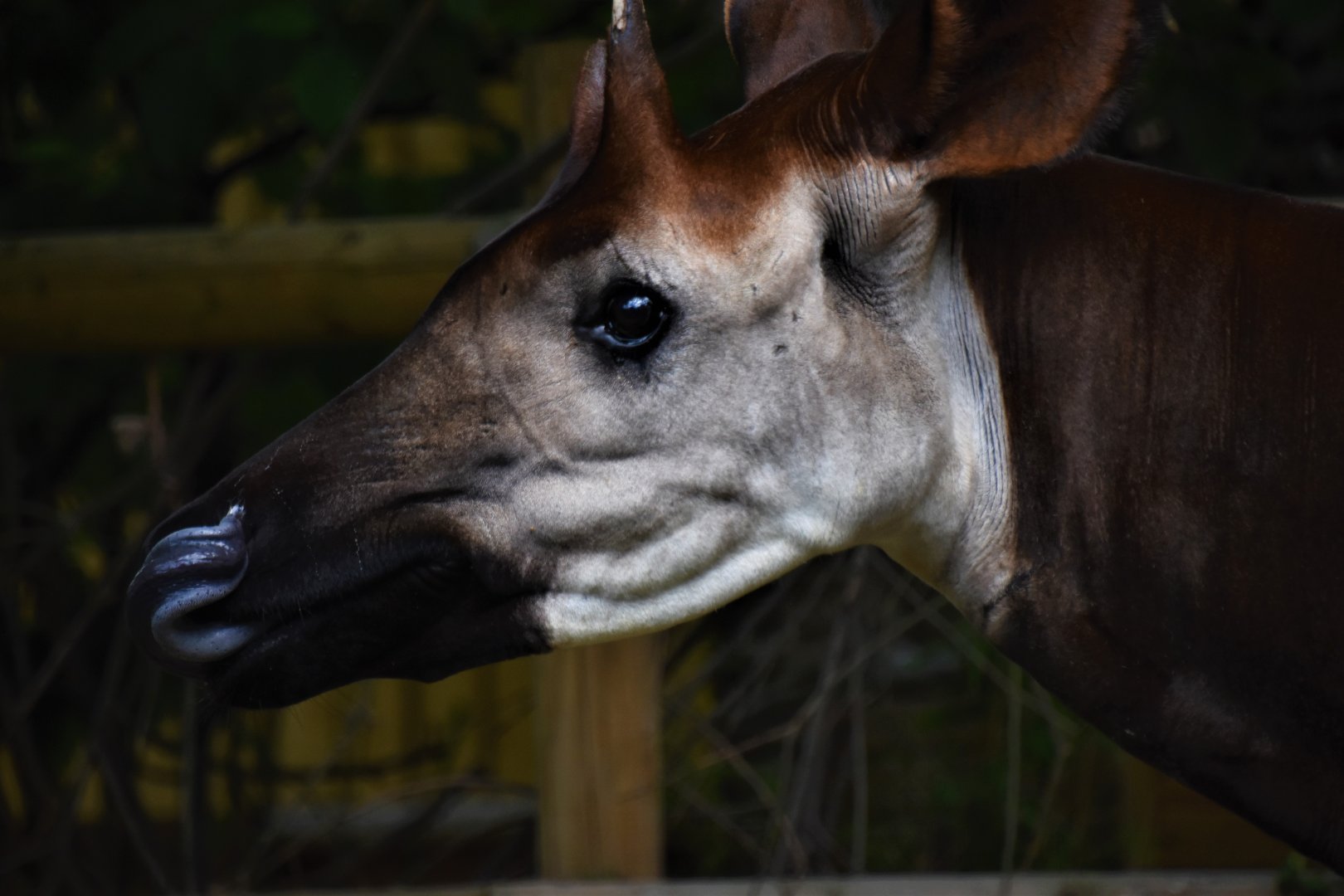 Okapi