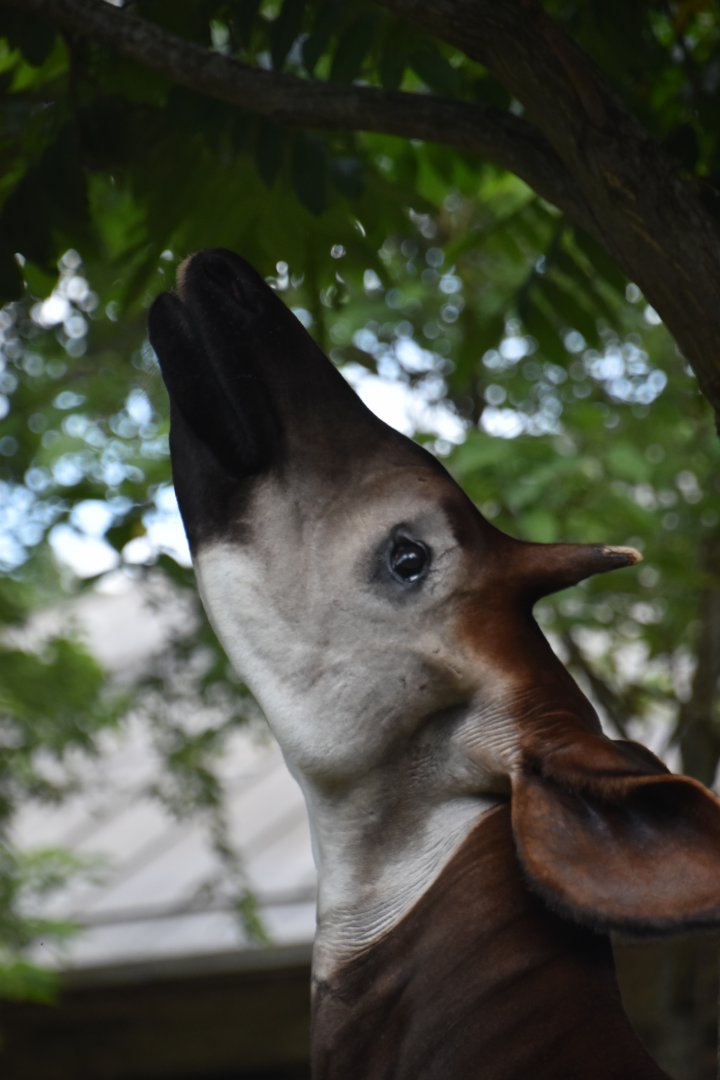 Okapi