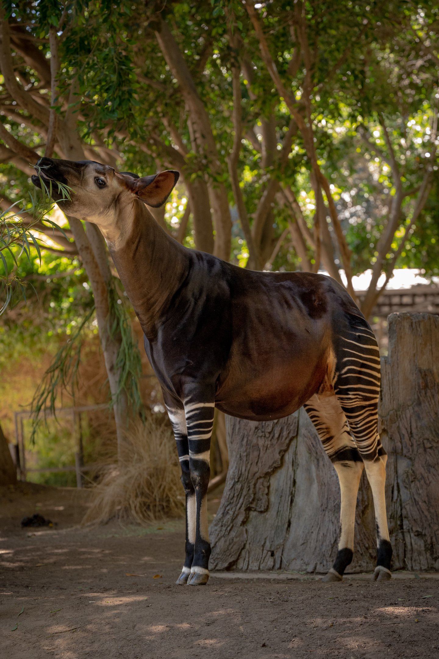 Okapi
