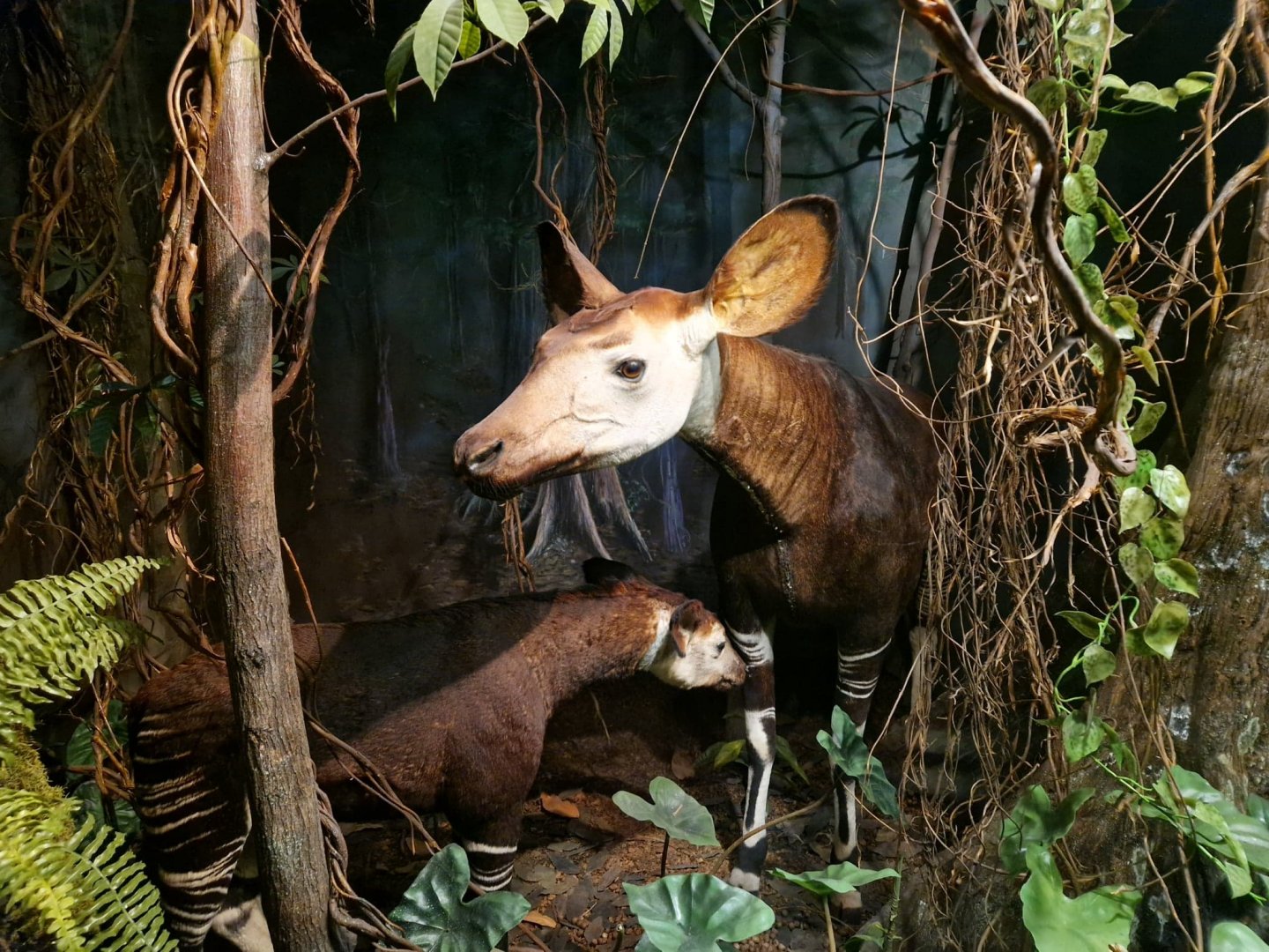 Okapi