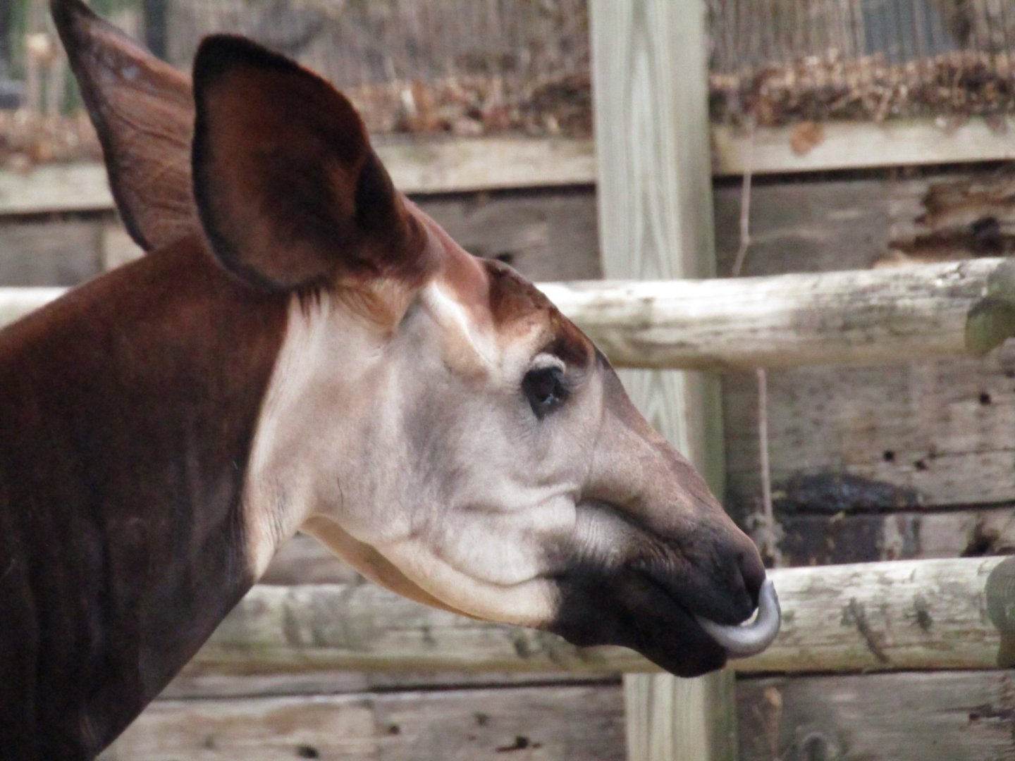 Okapi