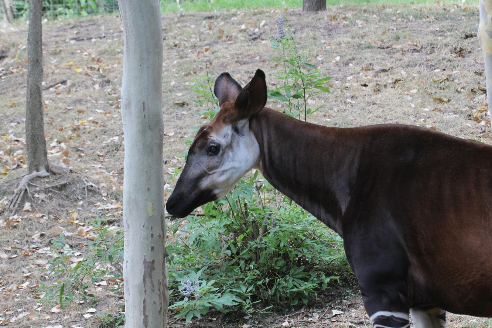 Okapi