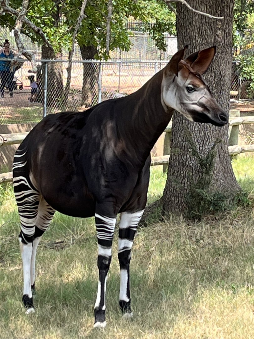 Okapi