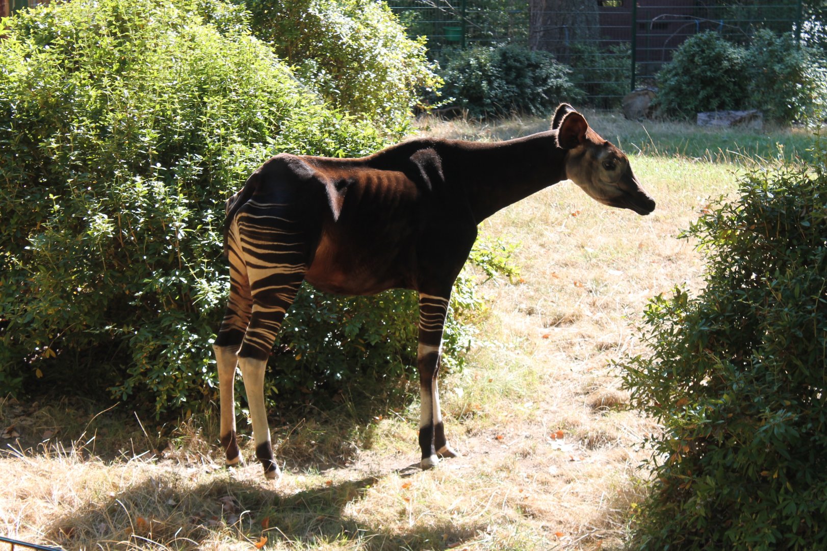 Okapi