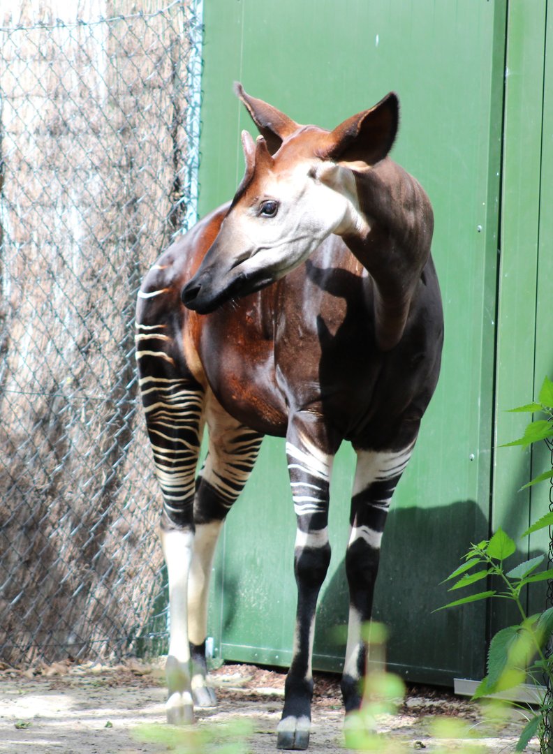 Okapi