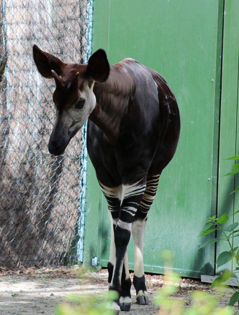 Okapi