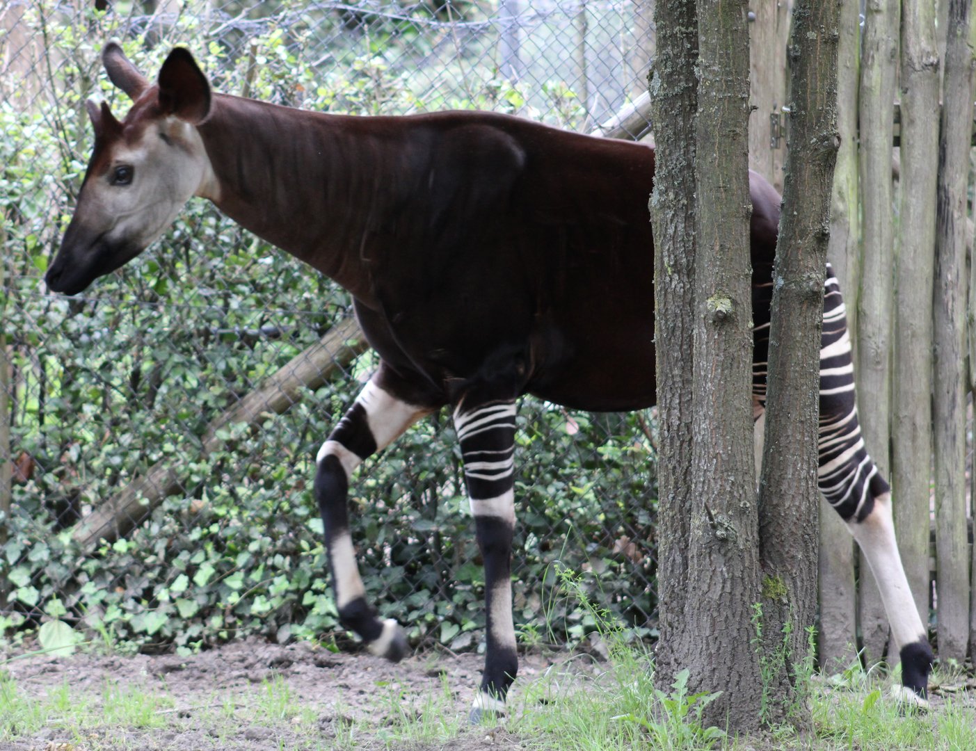 Okapi