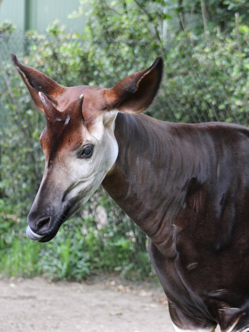 Okapi