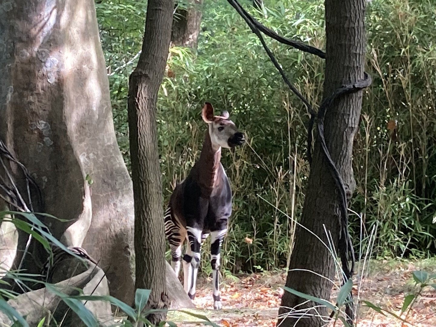 Okapi