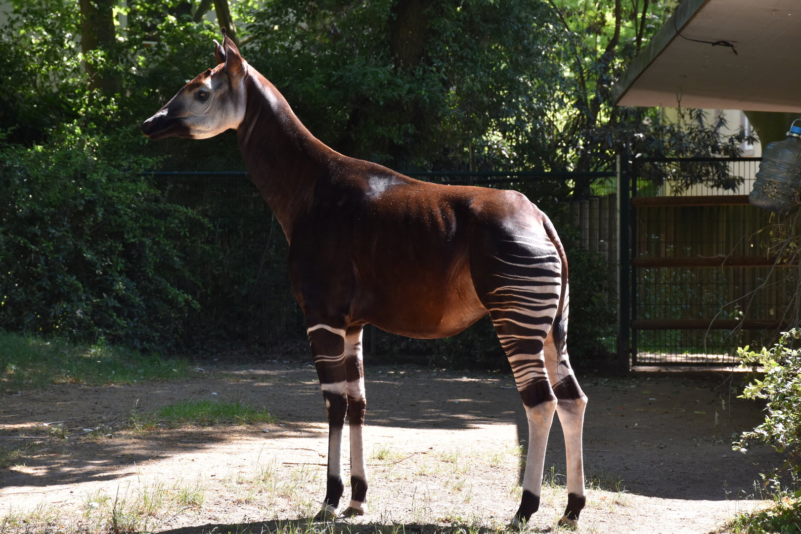 Okapi