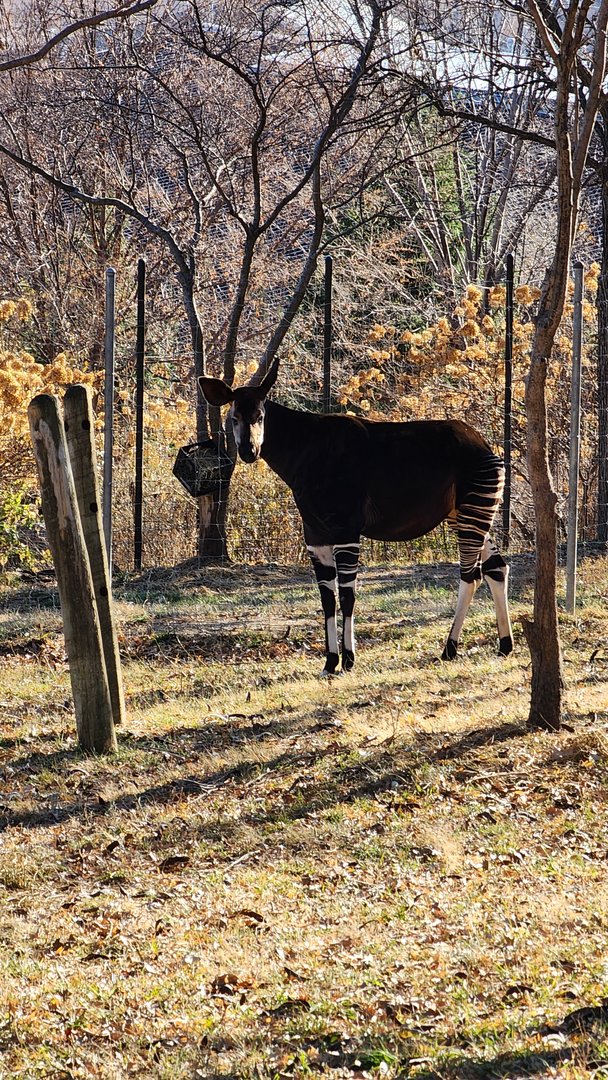 Okapi