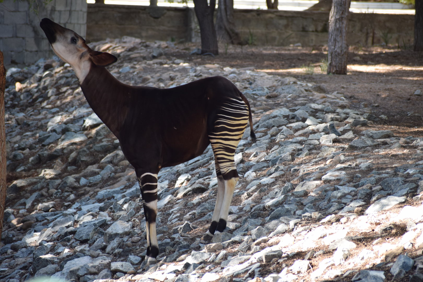 Okapi