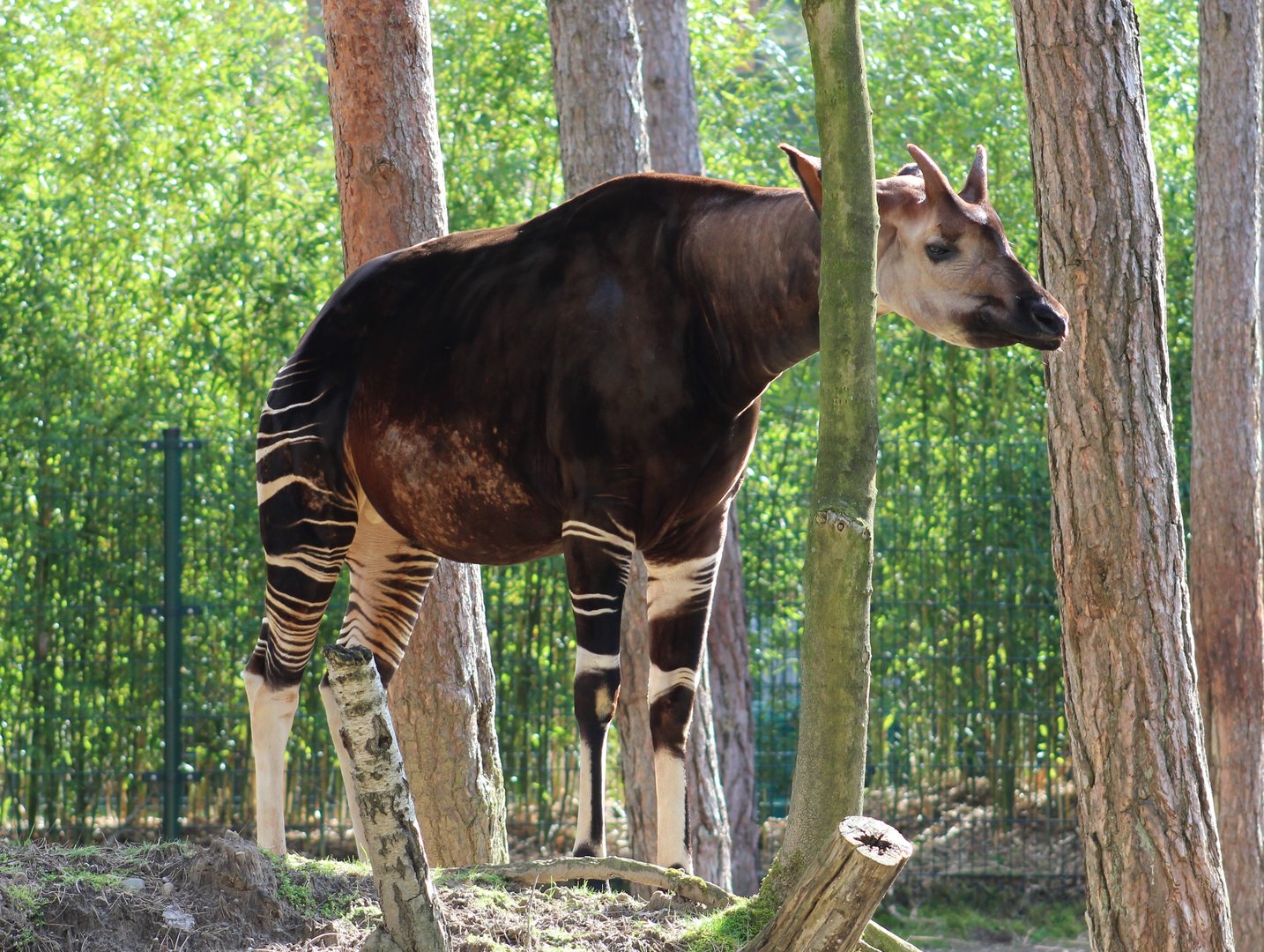 Okapi