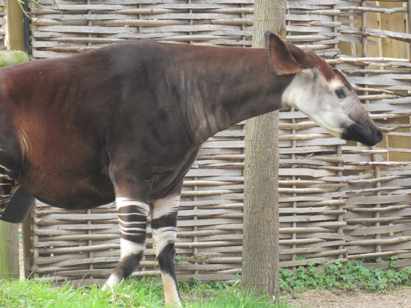 Okapi
