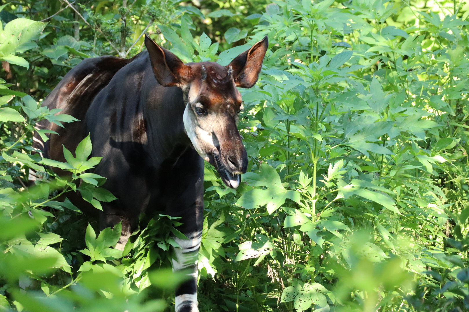 Okapi