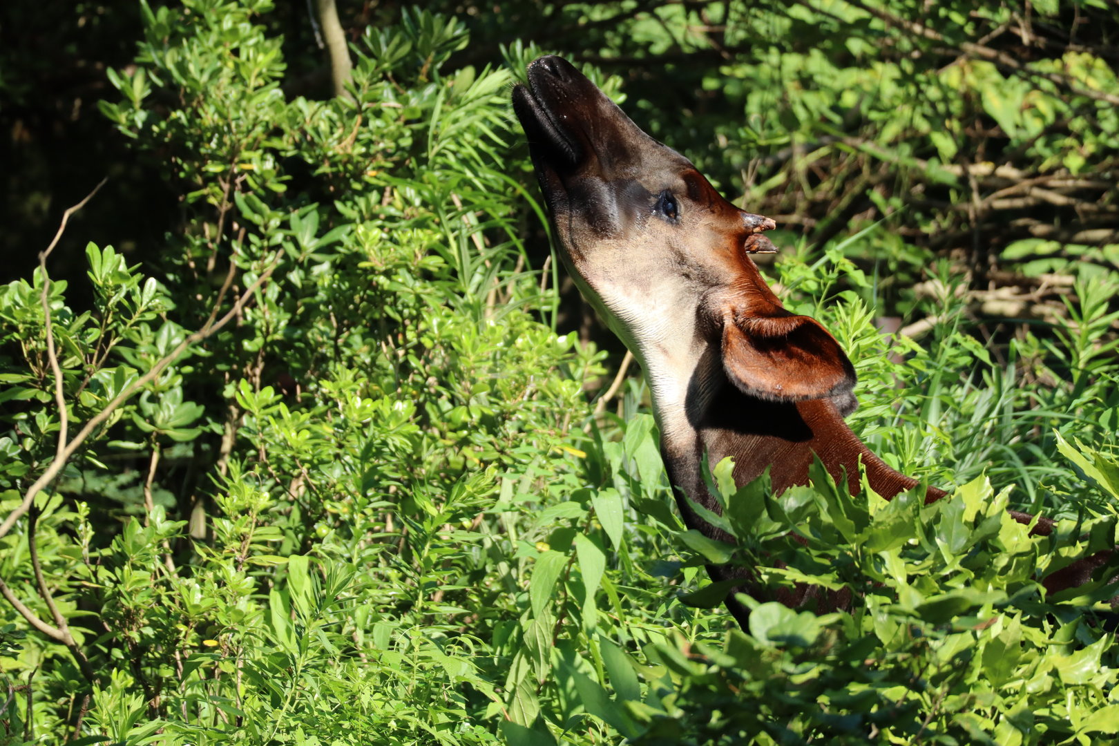 okapi