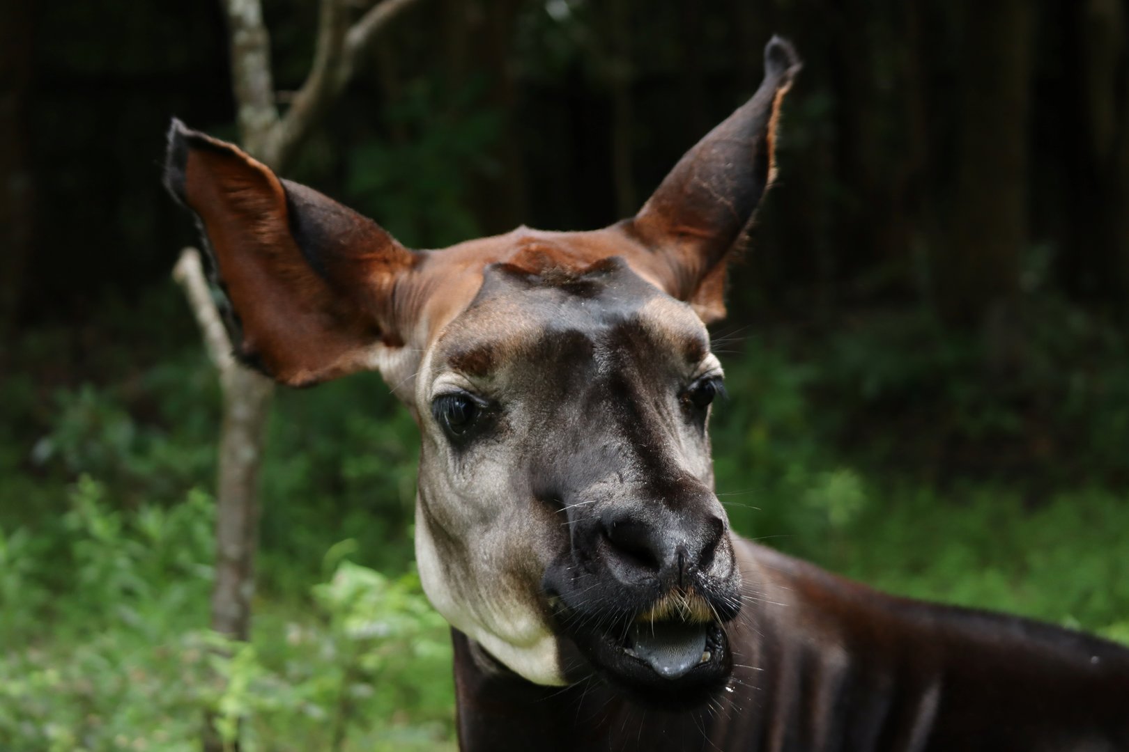 Okapi