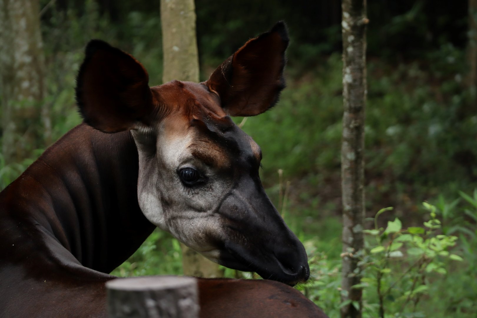 Okapi
