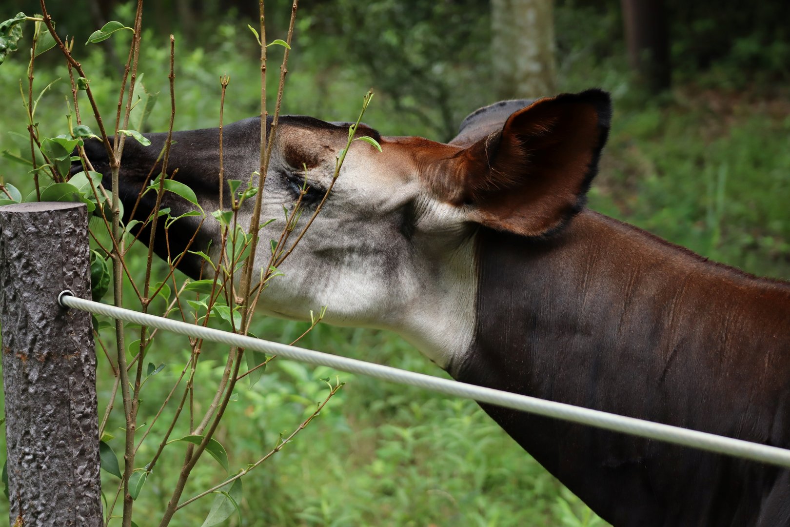 Okapi