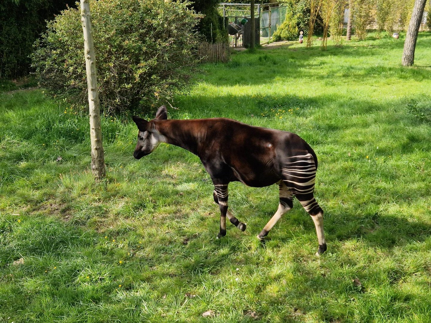 Okapi