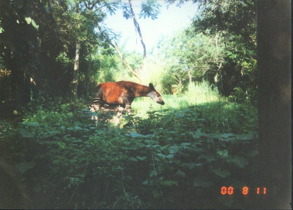 Okapi