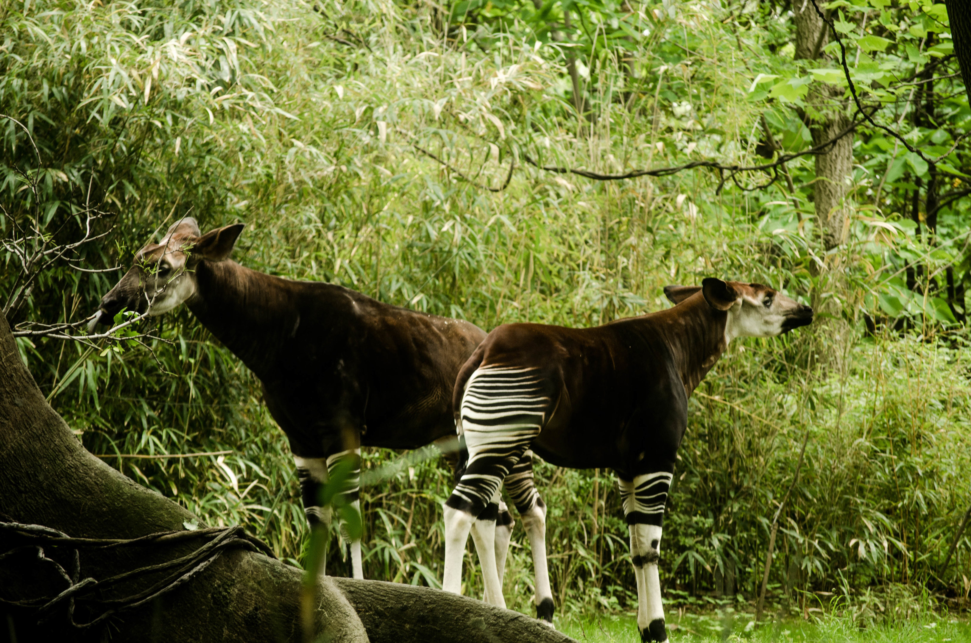 Okapi
