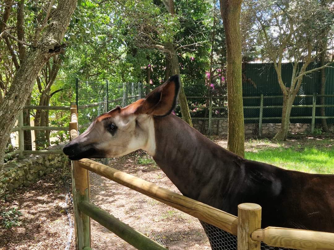 Okapi