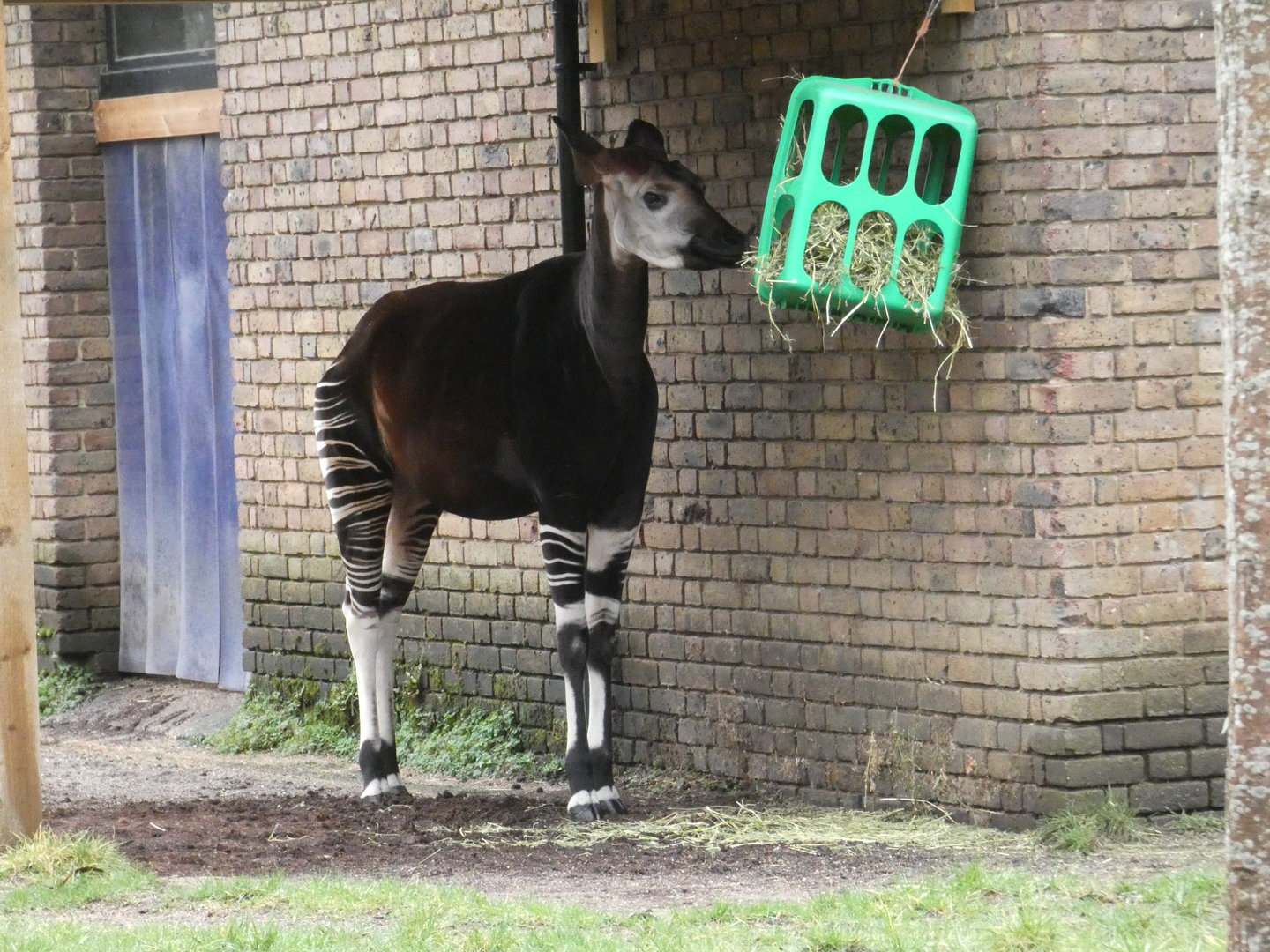 Okapi