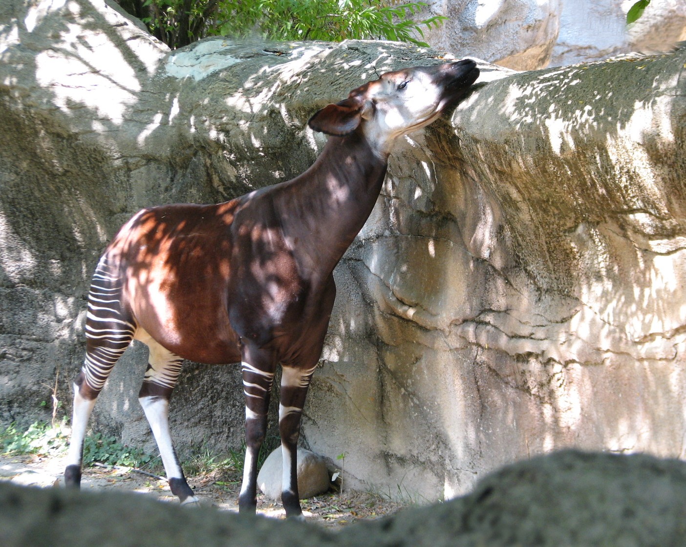 Okapi