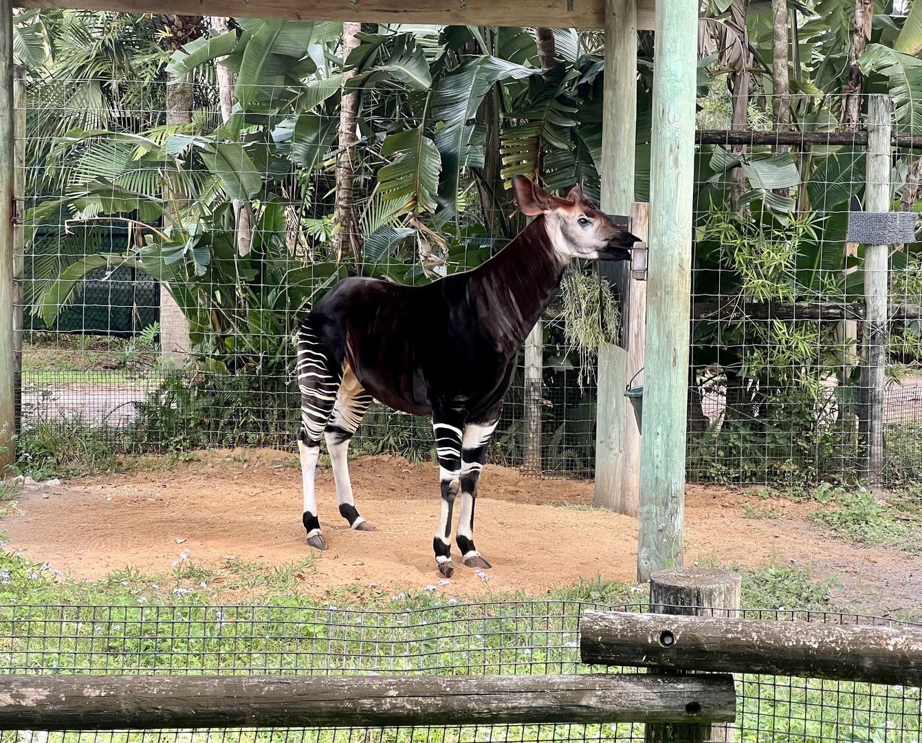 Okapi