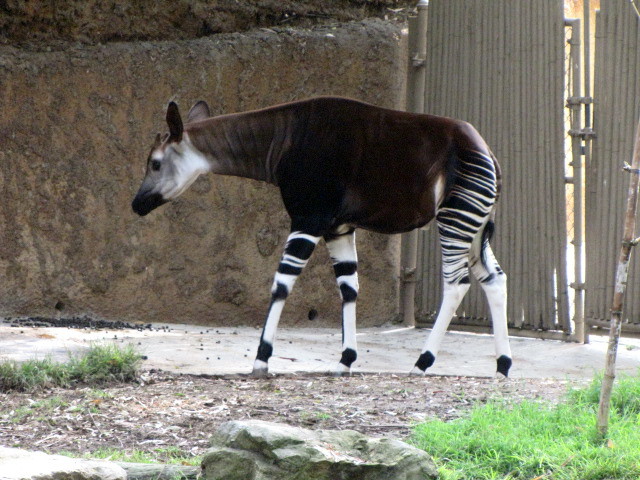 Okapi
