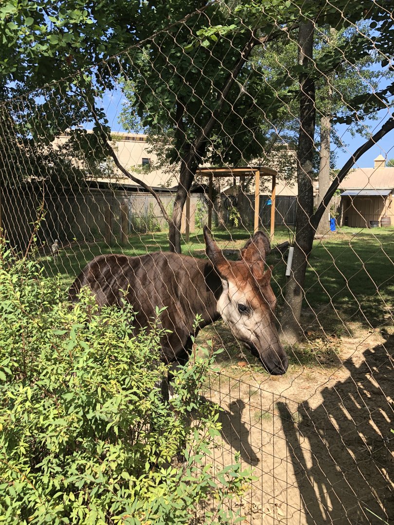Okapi
