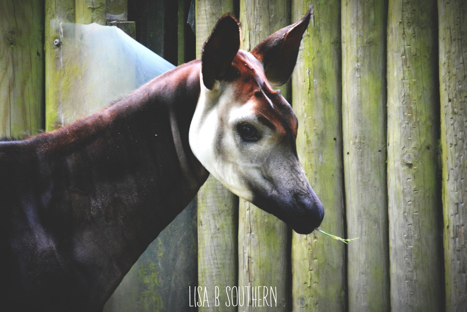 Okapi