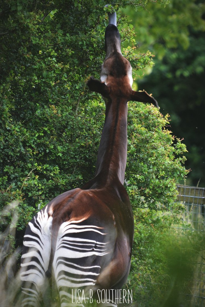 Okapi