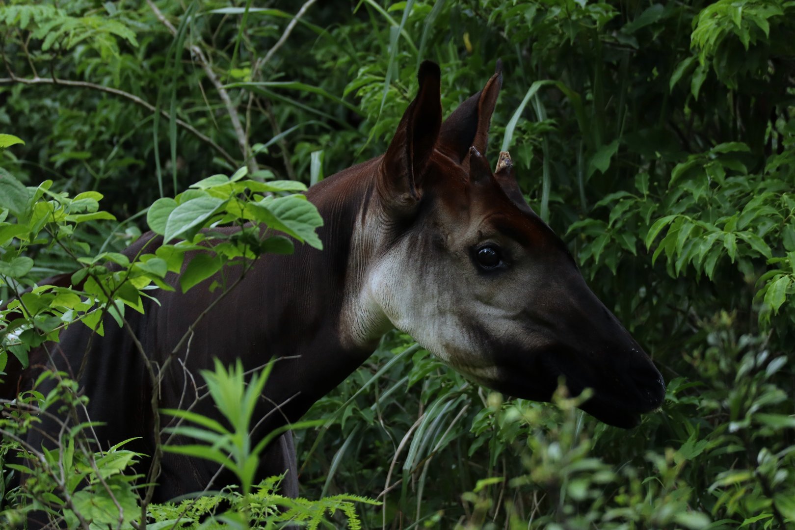 okapi