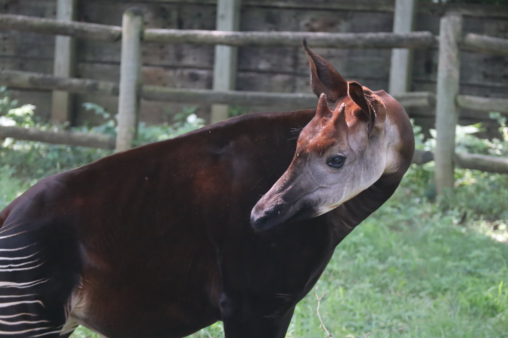 Okapi