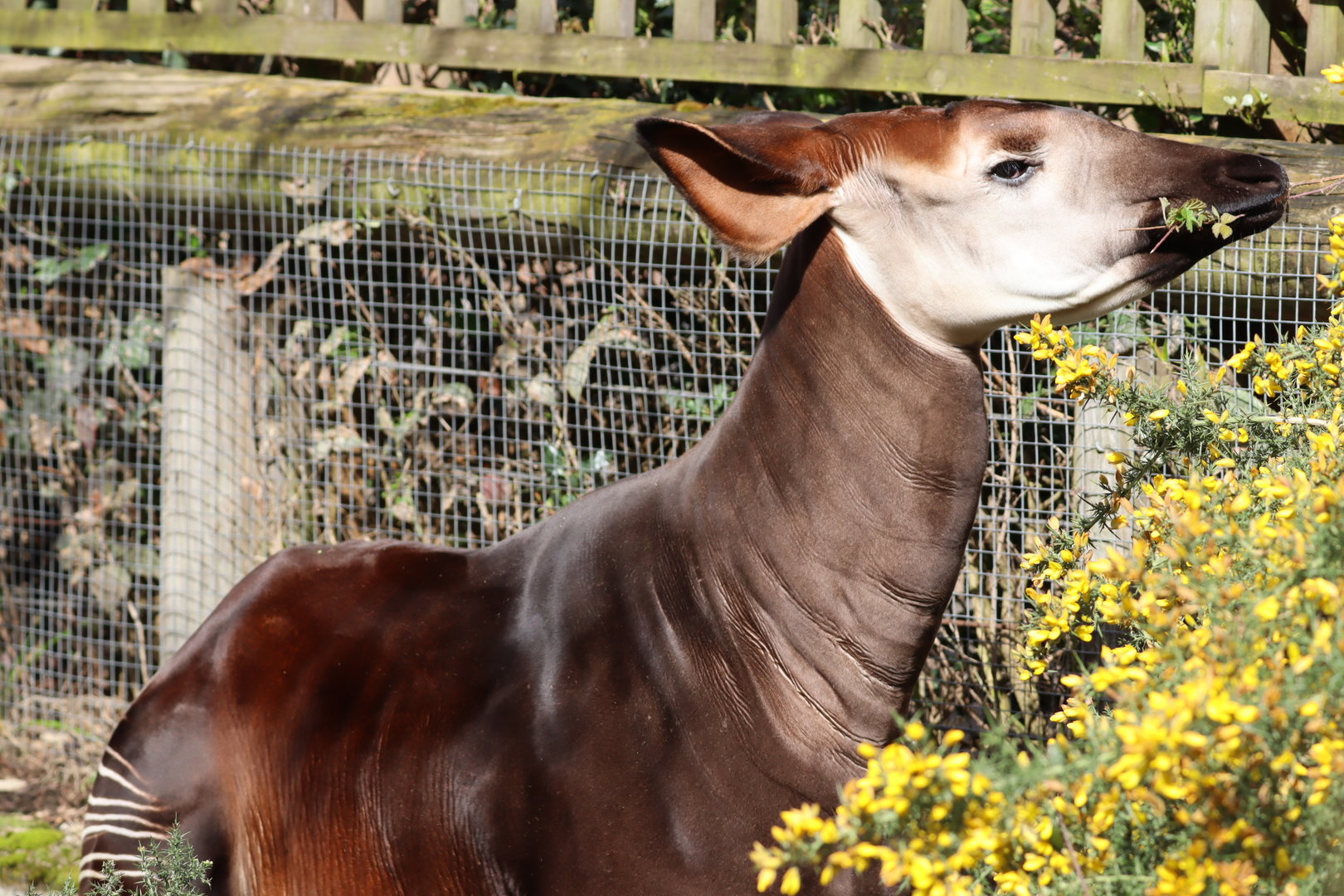 Okapi