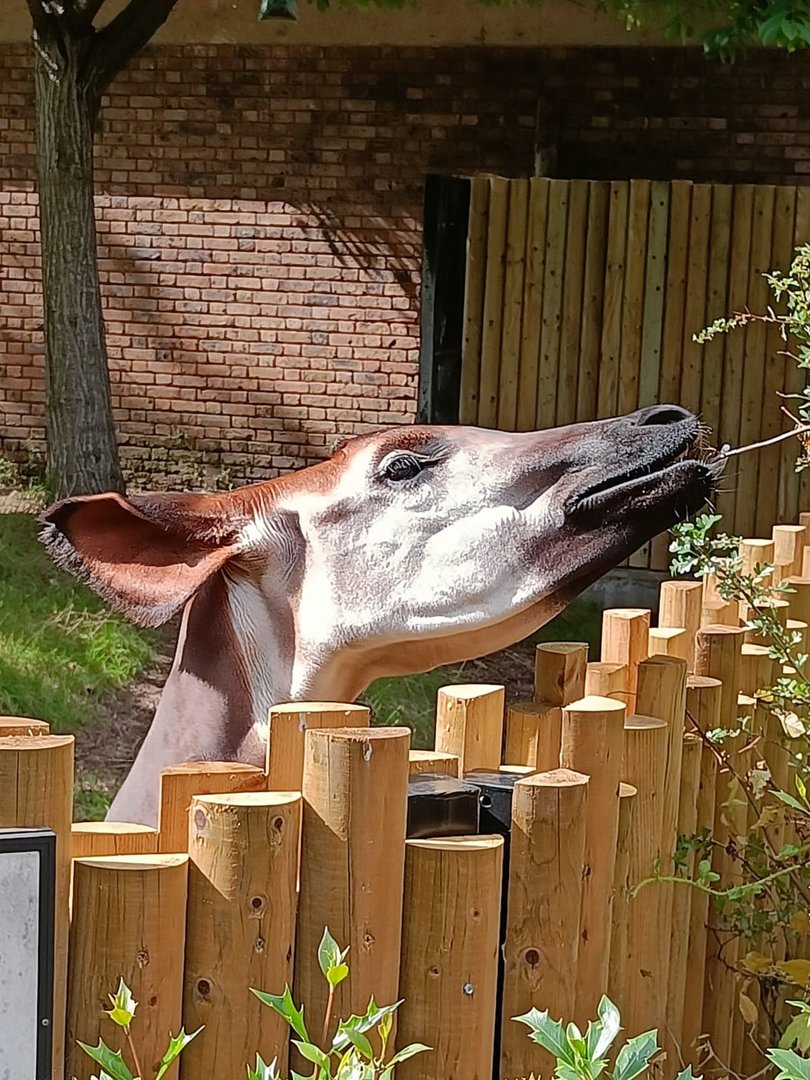 Okapi