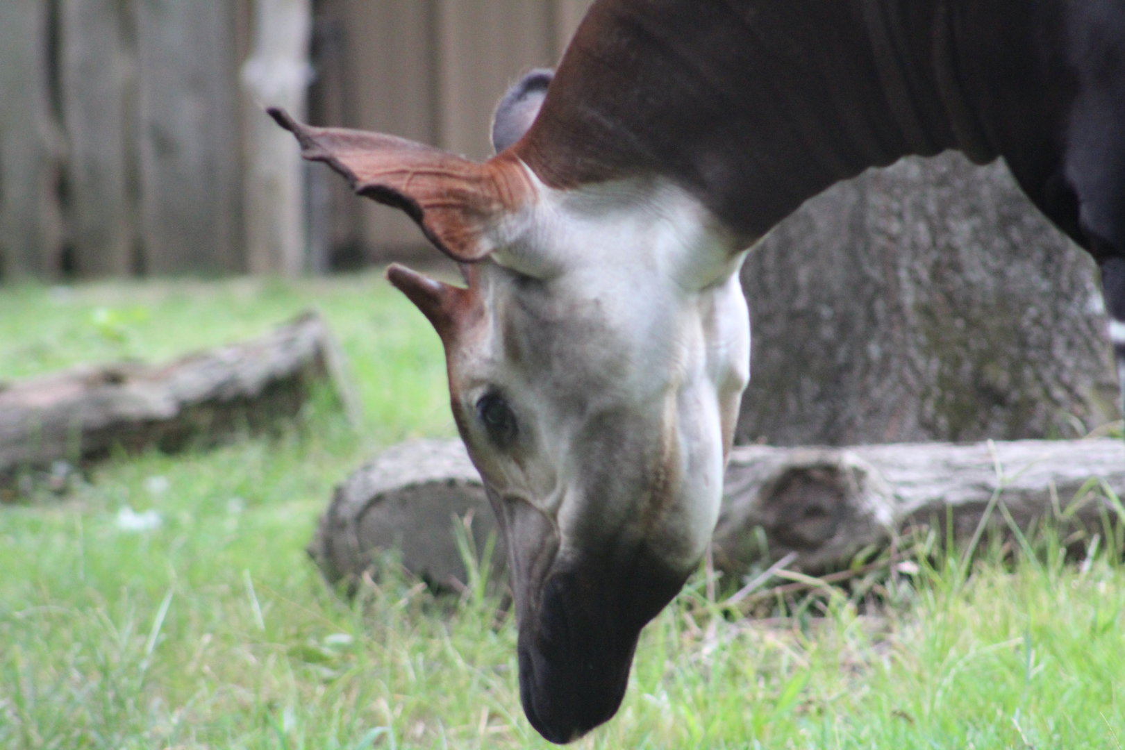 Okapi